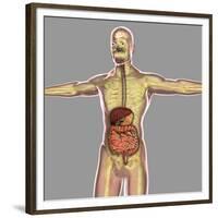 Human Digestive System-Stocktrek Images-Framed Premium Giclee Print