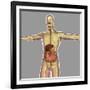 Human Digestive System-Stocktrek Images-Framed Premium Giclee Print