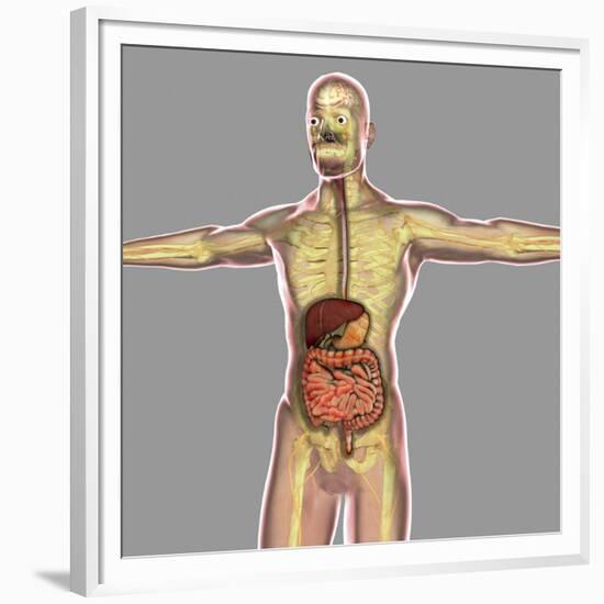 Human Digestive System-Stocktrek Images-Framed Premium Giclee Print
