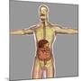 Human Digestive System-Stocktrek Images-Mounted Premium Giclee Print