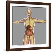 Human Digestive System-Stocktrek Images-Framed Art Print