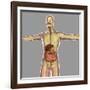 Human Digestive System-Stocktrek Images-Framed Art Print