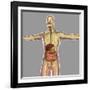 Human Digestive System-Stocktrek Images-Framed Art Print