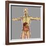 Human Digestive System-Stocktrek Images-Framed Art Print