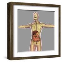 Human Digestive System-Stocktrek Images-Framed Art Print