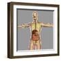 Human Digestive System-Stocktrek Images-Framed Art Print