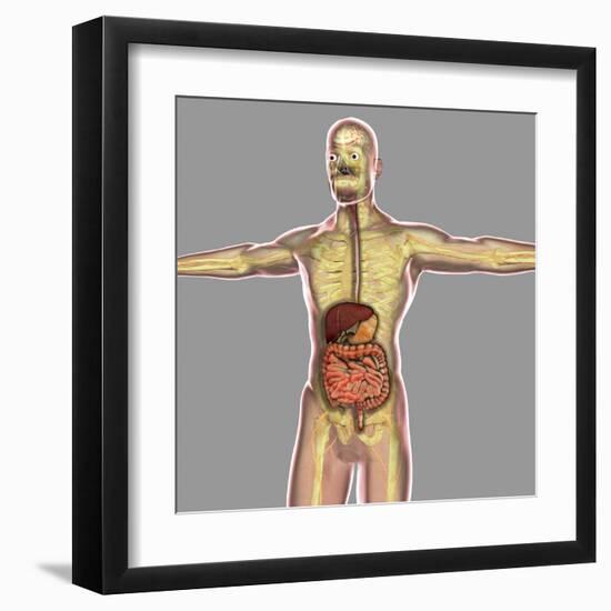 Human Digestive System-Stocktrek Images-Framed Art Print