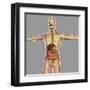 Human Digestive System-Stocktrek Images-Framed Art Print