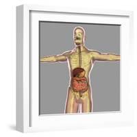 Human Digestive System-Stocktrek Images-Framed Art Print