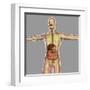 Human Digestive System-Stocktrek Images-Framed Art Print