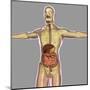 Human Digestive System-Stocktrek Images-Mounted Art Print