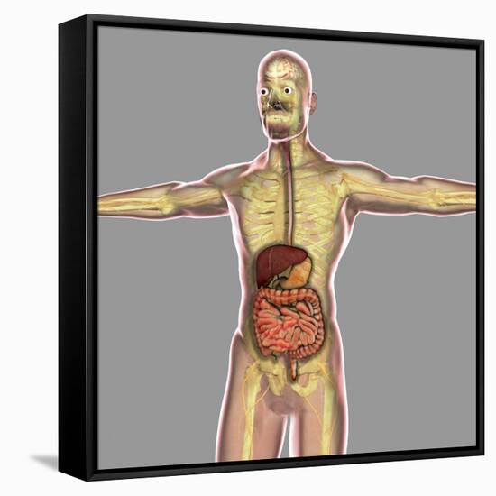 Human Digestive System-Stocktrek Images-Framed Stretched Canvas