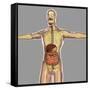 Human Digestive System-Stocktrek Images-Framed Stretched Canvas