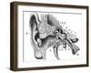 Human Ear Anatomy / Vintage Illustrations from Die Frau Als Hausarztin 1911-Hein Nouwens-Framed Art Print