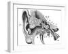 Human Ear Anatomy / Vintage Illustrations from Die Frau Als Hausarztin 1911-Hein Nouwens-Framed Art Print