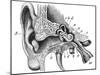 Human Ear Anatomy / Vintage Illustrations from Die Frau Als Hausarztin 1911-Hein Nouwens-Mounted Art Print