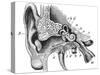 Human Ear Anatomy / Vintage Illustrations from Die Frau Als Hausarztin 1911-Hein Nouwens-Stretched Canvas