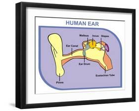 Human Ear with External, Middle and Outer Ear-udaix-Framed Art Print