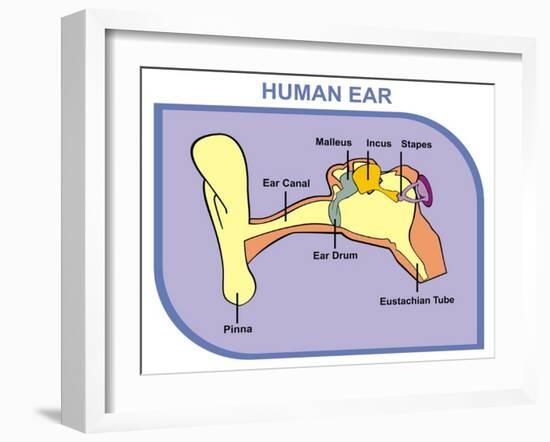 Human Ear with External, Middle and Outer Ear-udaix-Framed Art Print