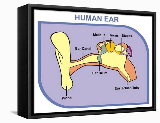 Human Ear with External, Middle and Outer Ear-udaix-Framed Stretched Canvas