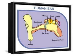Human Ear with External, Middle and Outer Ear-udaix-Framed Stretched Canvas