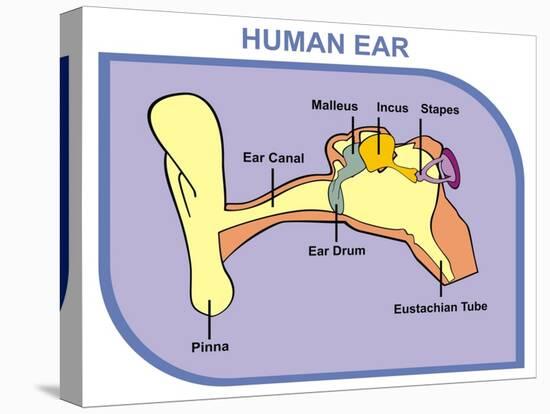 Human Ear with External, Middle and Outer Ear-udaix-Stretched Canvas