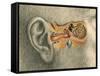 Human Ear-Spencer Sutton-Framed Stretched Canvas