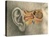 Human Ear-Spencer Sutton-Stretched Canvas