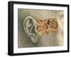Human Ear-Spencer Sutton-Framed Giclee Print