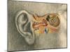 Human Ear-Spencer Sutton-Mounted Giclee Print