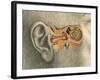 Human Ear-Spencer Sutton-Framed Giclee Print