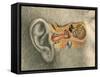 Human Ear-Spencer Sutton-Framed Stretched Canvas