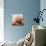 Human Embryo in Early Stages-null-Mounted Photographic Print displayed on a wall