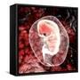 Human Embryo-Christian Darkin-Framed Stretched Canvas