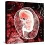 Human Embryo-Christian Darkin-Stretched Canvas
