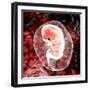 Human Embryo-Christian Darkin-Framed Premium Photographic Print