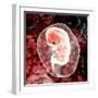 Human Embryo-Christian Darkin-Framed Premium Photographic Print