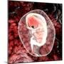 Human Embryo-Christian Darkin-Mounted Premium Photographic Print