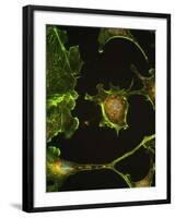 Human Epithelial Cells-Riccardo Cassiani-ingoni-Framed Photographic Print