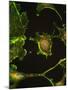 Human Epithelial Cells-Riccardo Cassiani-ingoni-Mounted Photographic Print