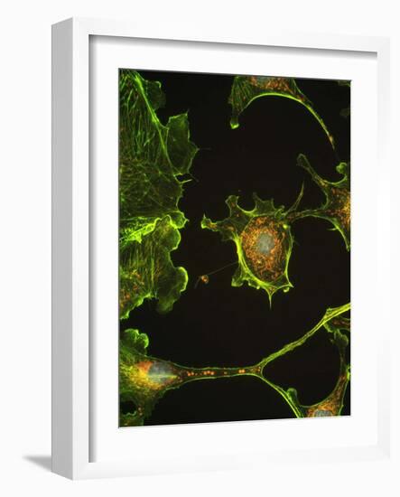 Human Epithelial Cells-Riccardo Cassiani-ingoni-Framed Photographic Print