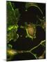 Human Epithelial Cells-Riccardo Cassiani-ingoni-Mounted Photographic Print