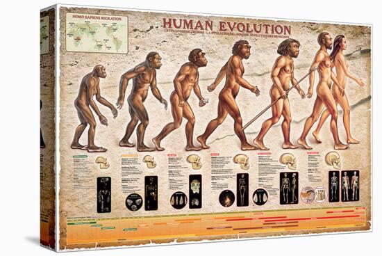 Human Evolution-null-Stretched Canvas