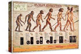 Human Evolution-null-Stretched Canvas