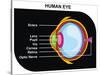 Human Eye Cross-Section-udaix-Stretched Canvas