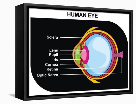 Human Eye Cross-Section-udaix-Framed Stretched Canvas