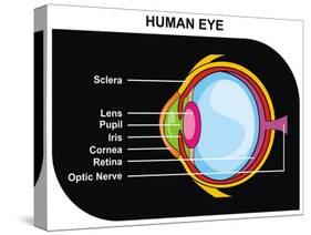 Human Eye Cross-Section-udaix-Stretched Canvas