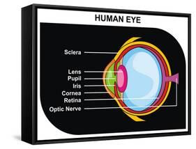 Human Eye Cross-Section-udaix-Framed Stretched Canvas