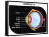 Human Eye Cross-Section-udaix-Framed Stretched Canvas