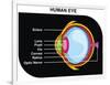 Human Eye Cross-Section-udaix-Framed Art Print